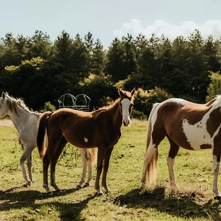 Lodge Marottin - Parcel Tiny House - Tiny House Au Coeur De La Normandie Entouree Par Les Chevaux Mae-9041 *