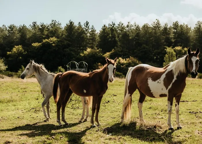 Lodge Marottin - Parcel Tiny House - Tiny House Au Coeur De La Normandie Entouree Par Les Chevaux Mae-9041 *